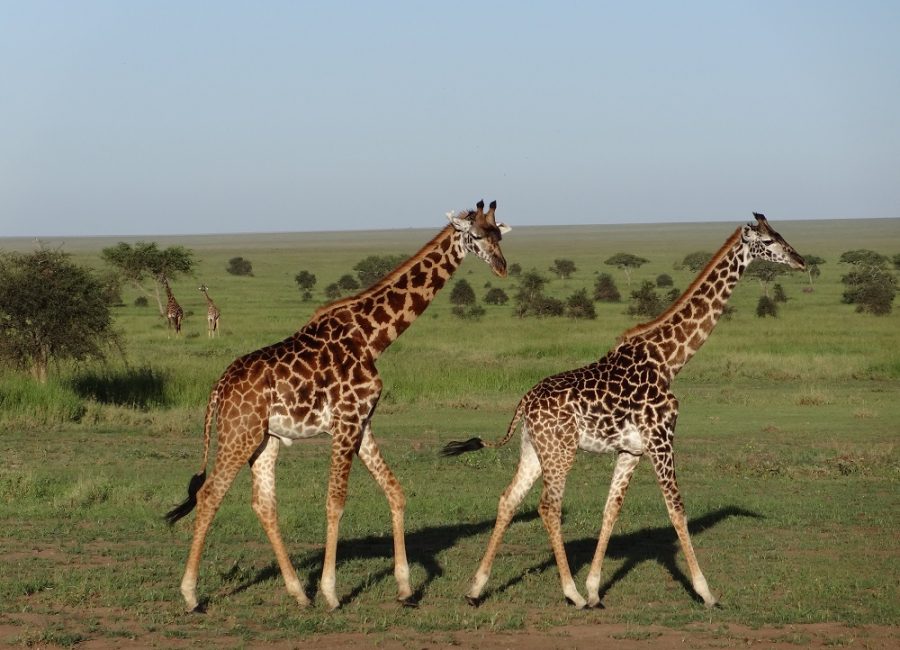 girafee